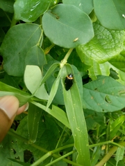 Hemithyrsocera palliata