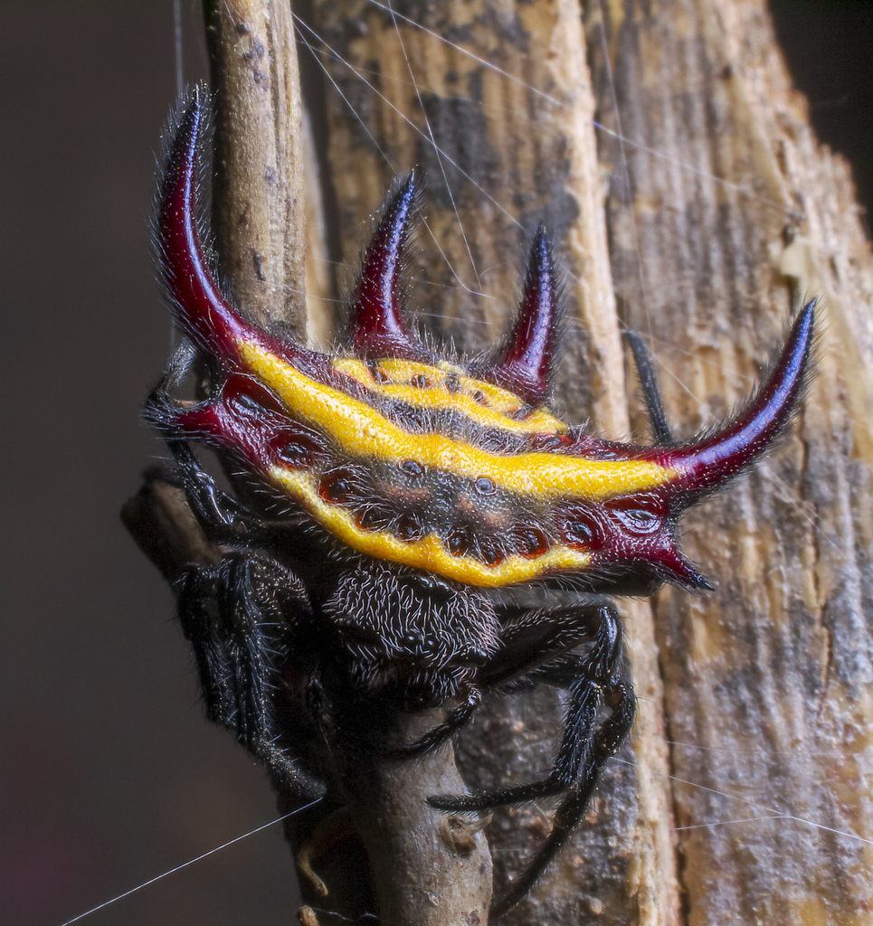Gasteracantha curvispina
