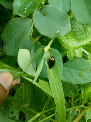 Hemithyrsocera palliata