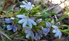 Scaevola angustata