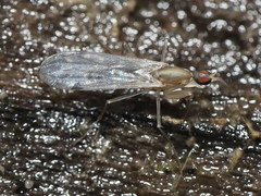 Chelifera