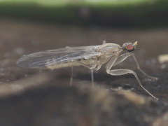 Chelifera