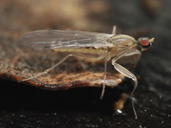 Chelifera