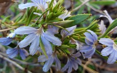 Scaevola angustata