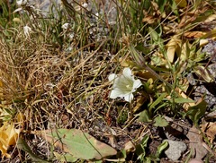 Gentiana newberryi tiogana