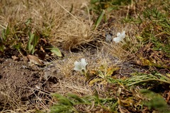 Gentiana newberryi tiogana