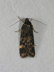 Barea codrella