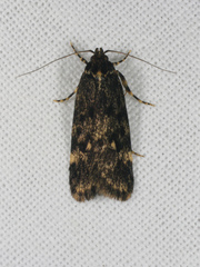 Barea codrella
