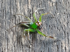 Epeus flavobilineatus