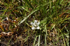 Gentiana newberryi tiogana