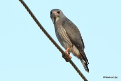 Kaupifalco monogrammicus