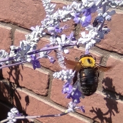 Xylocopa appendiculata circumvolans