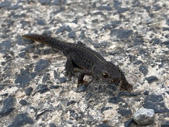 Ichthyosaura alpestris