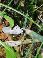 Metcalfa