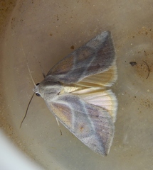 Neaxestis piperitella