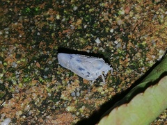 Metcalfa