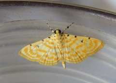Notarcha quaternalis