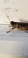 Melanoplus sanguinipes