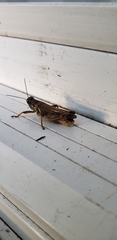 Melanoplus sanguinipes