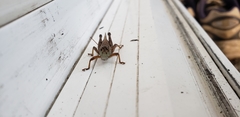 Melanoplus sanguinipes
