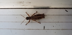 Melanoplus sanguinipes
