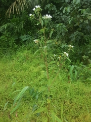 Virectaria multiflora
