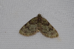 Chloroclystis neoconversa