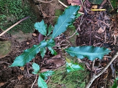 Itea