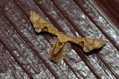 Phazaca kosemponicola