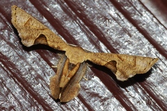 Phazaca kosemponicola