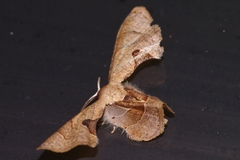 Phazaca kosemponicola