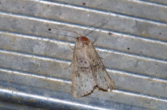 Bryophilina mollicula