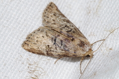 Bryophilina mollicula