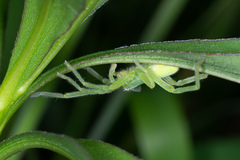 Micrommata virescens