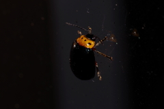 Morphosphaera caerulea