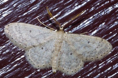 Scopula nesciaria