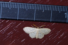 Scopula nesciaria