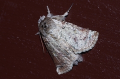 Macrobarasa xantholopha