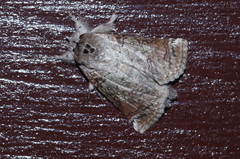 Macrobarasa xantholopha