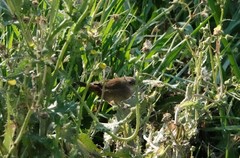 Bradypterus baboecala