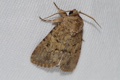 Spodoptera pecten