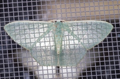 Pelagodes subquadraria