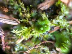 Marchantia polymorpha montivagans