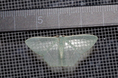 Pelagodes subquadraria