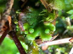 Marchantia polymorpha montivagans