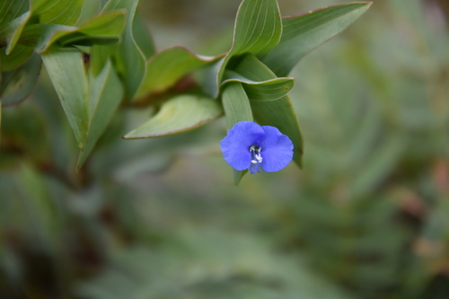 Commelina sphaerorrhizoma image