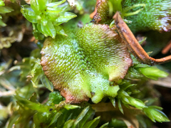 Marchantia polymorpha montivagans
