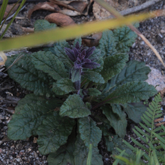 Ajuga australis