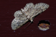 Glaucoclystis azumai