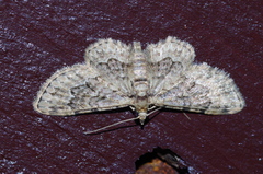 Glaucoclystis azumai